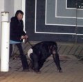 Pet Chimp Killed After Attacking Woman