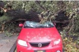 Who Pays When a Tree Falls?