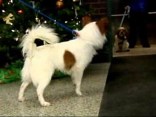 Abused Dog Leaves Shelter