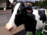 "Baby Moo" Kidnapped