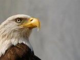 Bald Eagle Population Expands Here at Home