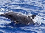 Dolphins Found on Long Island Sound