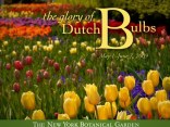 The Glory of Dutch Bulbs