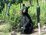 Home Video: Notorious Black Bear Returns to Jersey