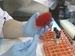 Swine Flu Origins Probed
