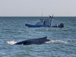 Report of Whale Sighting Draws Crowds
