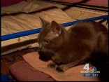 180 Cats Found in Home