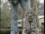 Santa Clawed by Bobcat