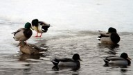 Man Runs onto Frozen Lake to Avoid Jail