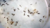 4 New Non-Travel Zika Cases in Florida