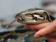 Man Sells Boa Constrictors from Brooklyn Basement