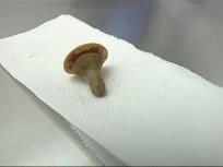 Animal ER