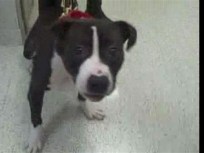 Oreo's Fate Sealed in Video Assessment