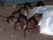 Rat-eating Plant Named for TV Naturalist