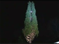 Rockefeller Tree to Take Its Place in History