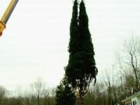 Rockefeller Center Tree Chopped Down in Connecticut