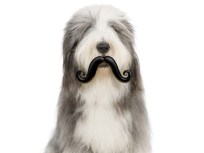 Your Dog, the Comedian