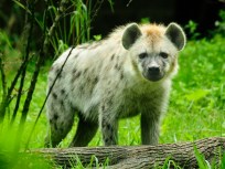 Hyenas Laugh It Up at the Bronx Zoo
