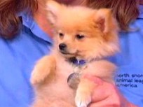 North Shore Animal League: Adopt These Puppies