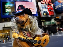 Times Square's Doggie Masquerade  