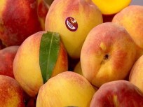 Produce Pete Talks Jersey Peaches