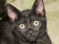 It's Raining Cats in New Jersey, and Now They Need Adoption