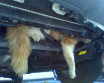 Bronx Cat Gets Stuck in Car Engine, Survives