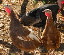 Turkeys Around Town
