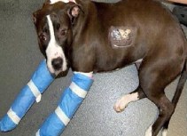 Oreo is Euthanized