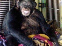 911 Recording Reveals Details of Chimp Attack in Connecticut