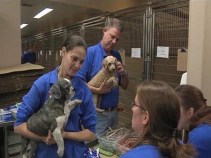 A New Beginning For Dogs On Long Island