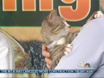 Safety Tips for Your Pet this Valentine's Day