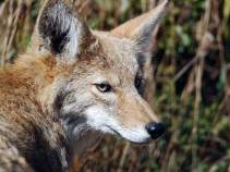 Westchester Coyote Who Attacked Humans Had Rabies