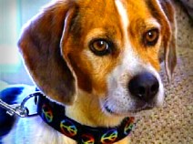 "Miracle Dog" Survives 3 Months on Deserted Island