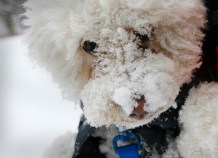 Snowstorm Cripples New York City