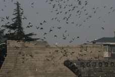 It's Pigeons Versus Falcons in Brooklyn These Days