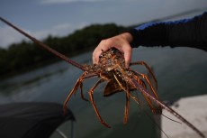Lobstermen Feeling The Pinch