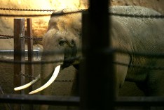 "Gitmo for Dumbo" Gets the Greenlight at LA Zoo