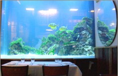 Spotted Pig Team Says John Dory Will Resurface