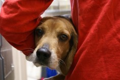 Puppy Pics:  Rescue a Loveable Little Pup 