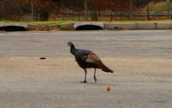 Happy Ending for Tammy the Turnpike Turkey