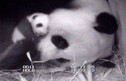 It's a Panda Cub!