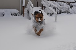 PHOTOS: February Snow Hits Tri-State