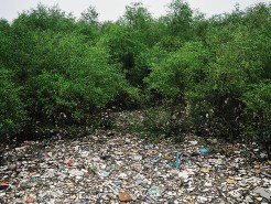 Scientists Aim to Map and Save Endangered Environments