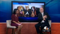 New York Voices for Animals Lobby Day