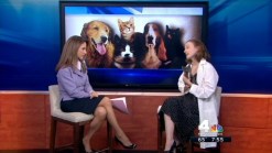 Pet Safety in High-Rise Buildings