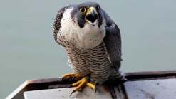Falcon Chicks Living on GWB Are Banded