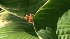 Cicadas Start to Emerge in NJ