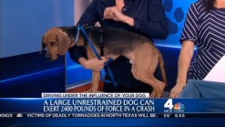 Pet Adoption: How to Restrain Your Pet behind the Wheel