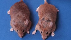 Researchers Hit Hair Regrowth Breakthrough on Bald Mice